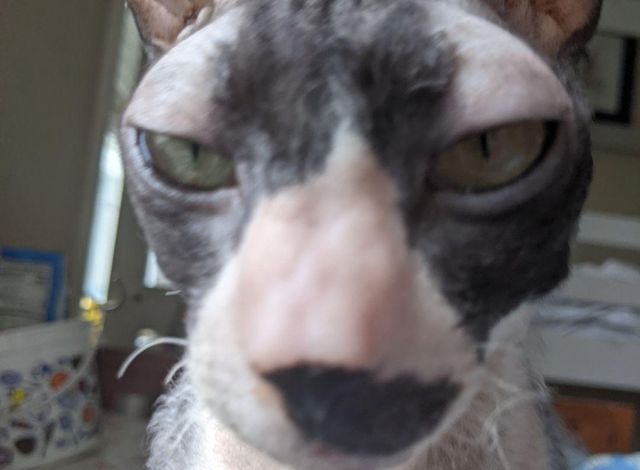 Cat Mocha