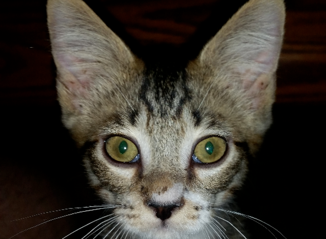 Cat Bean