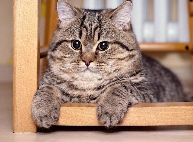 Cat Pepper