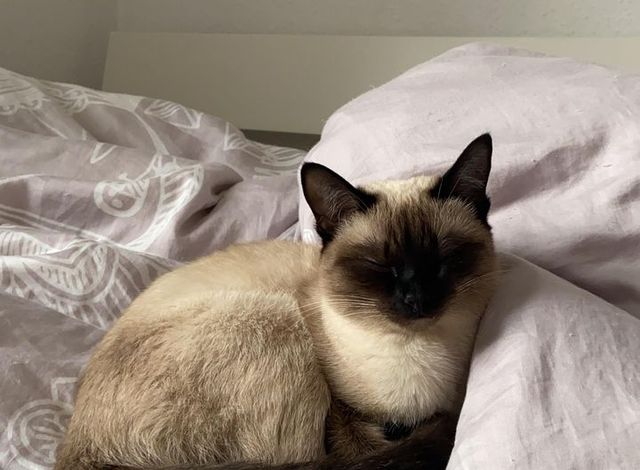 Cat Biscuit