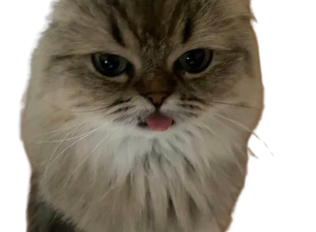 Cat Clover
